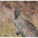 Australia Marsupials