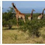 Kenya Exploration and Morphology